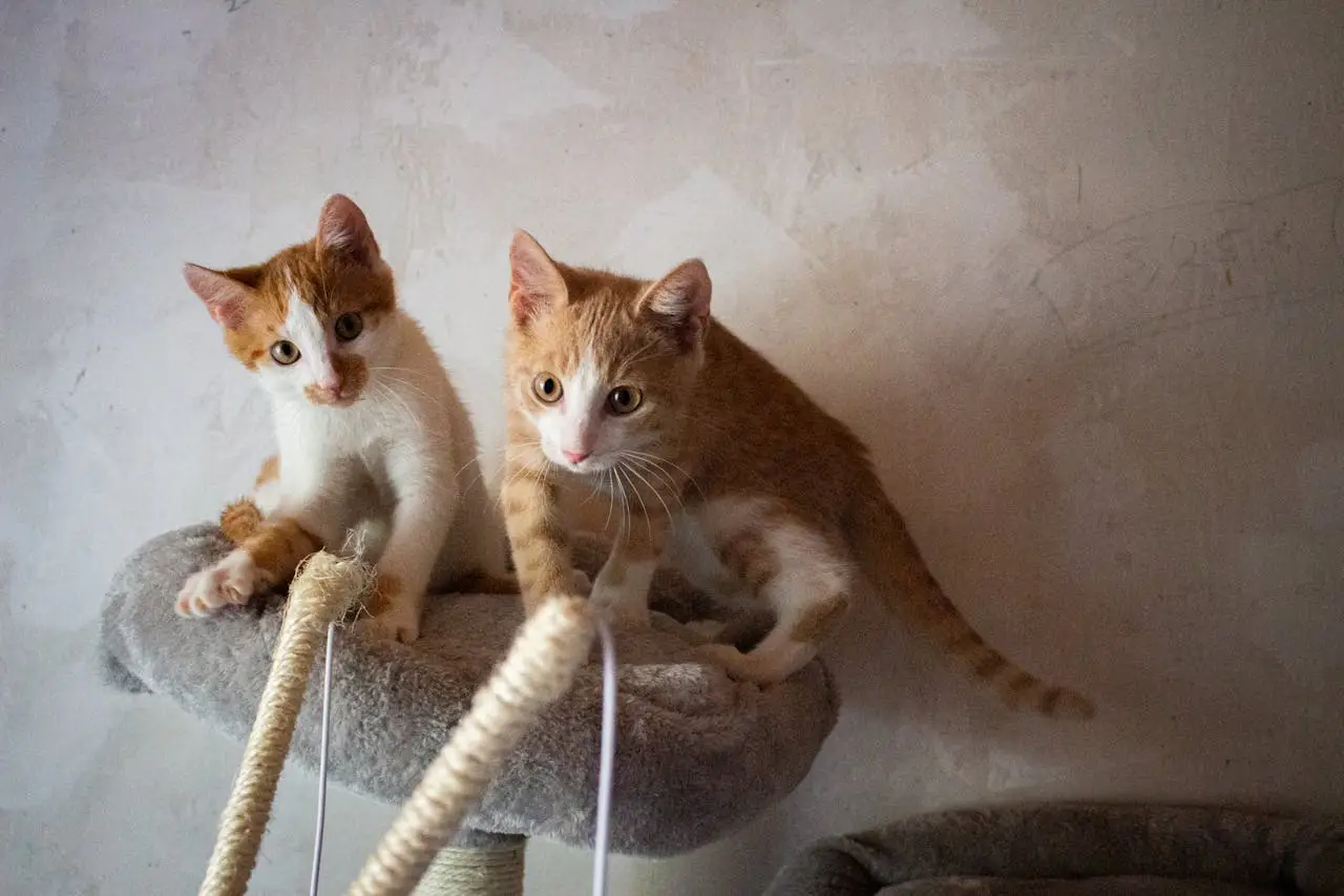 Two cute orange kittens playfully exploring a cat tree indoors.