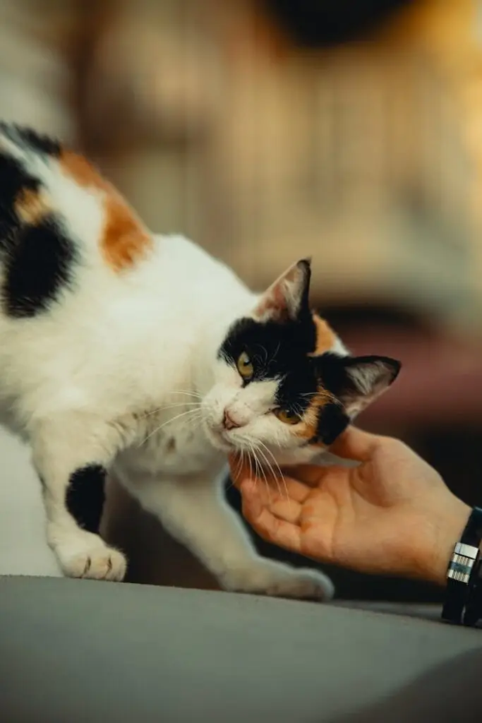 A calico cat enjoys being gently petted under the chin by a human hand outdoors.