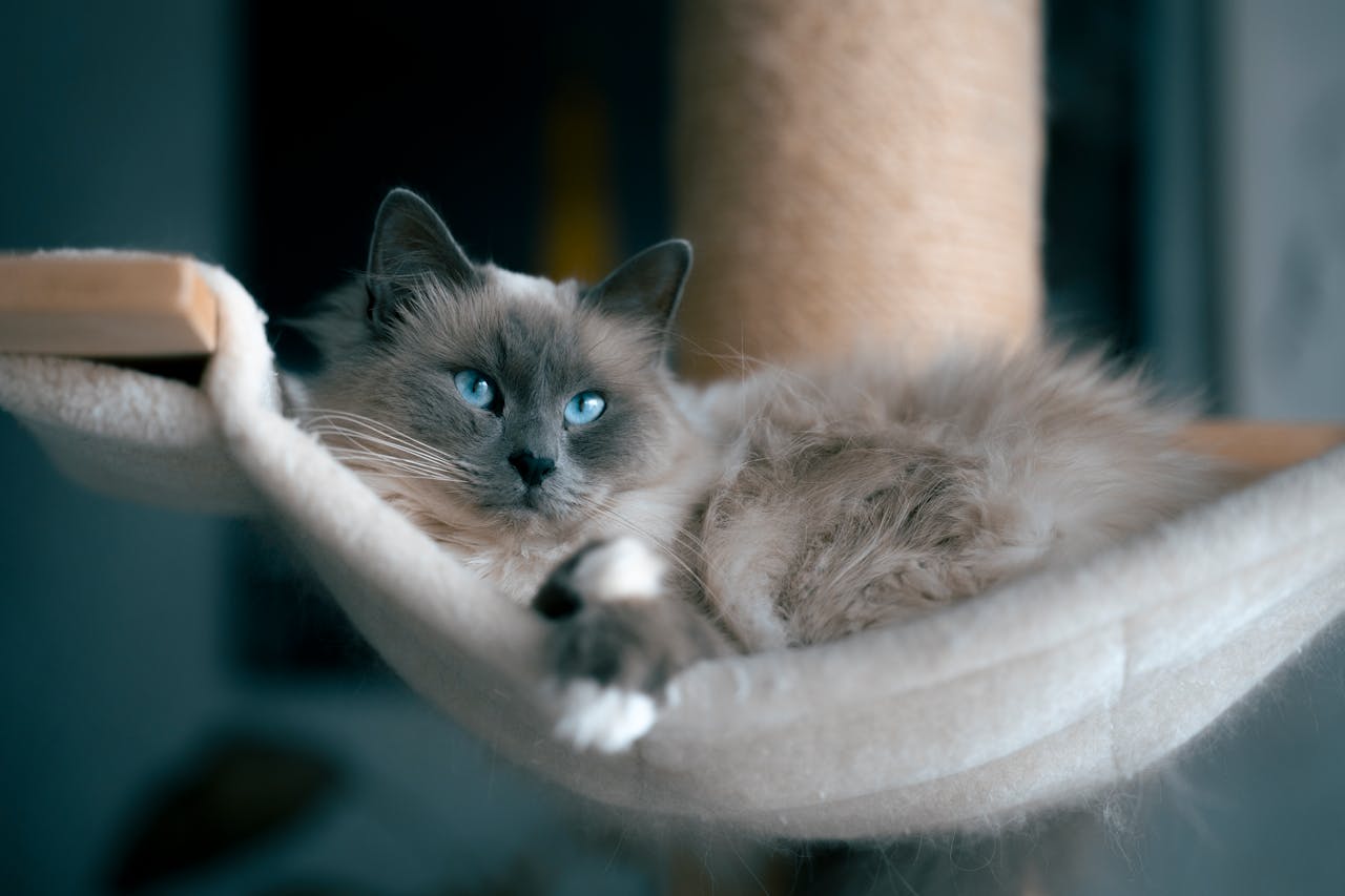 A beautiful Ragdoll cat lounging comfortably in a cozy hammock indoors.